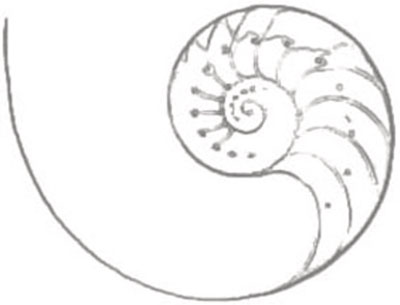 spiral shell